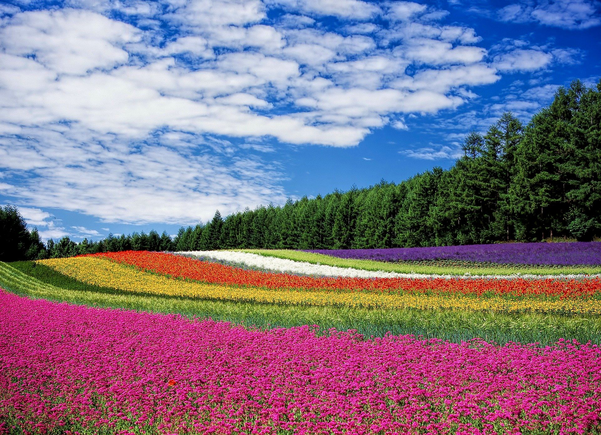 flower-field-250016_1920.jpg